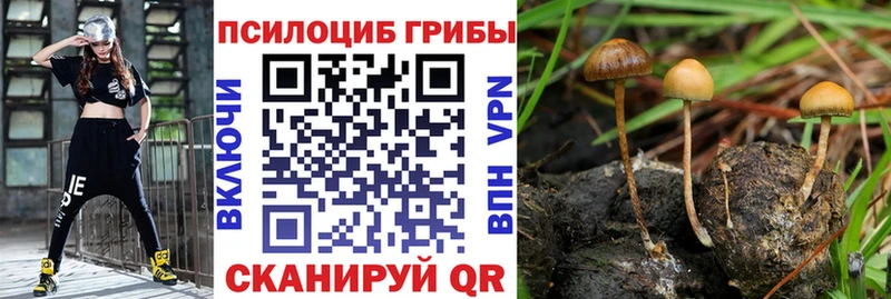 Псилоцибиновые грибы Cubensis  Приволжский 